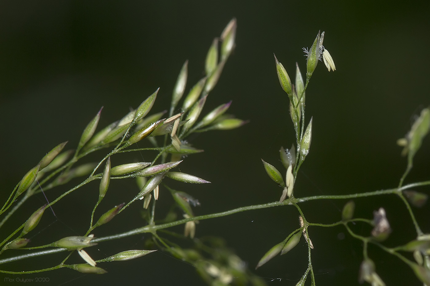 Изображение особи род Agrostis.