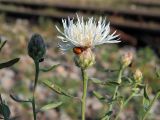 Centaurea stoebe. Верхушка побега с соцветием (белая форма) и божьей коровкой на обертке. Ульяновск, Заволжский р-н, у железной дороги на станции Верхняя Терраса. 29.07.2020.