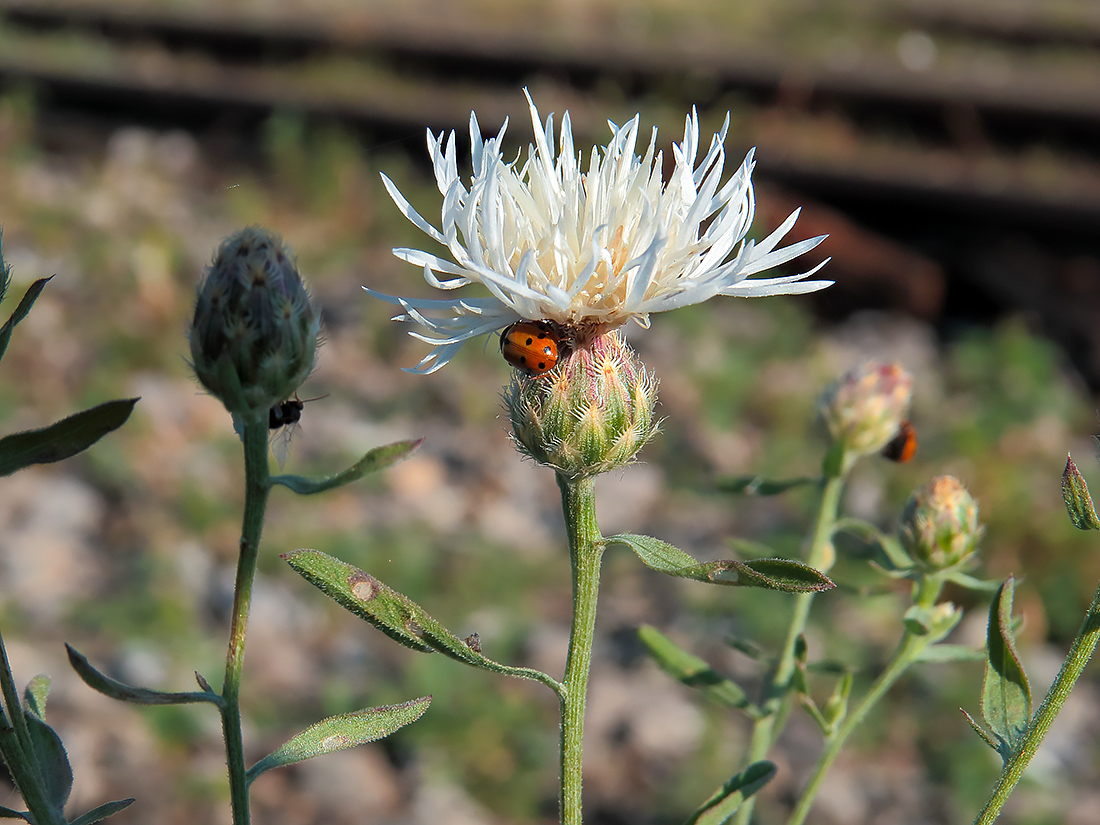 Изображение особи Centaurea stoebe.