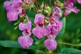 Impatiens glandulifera