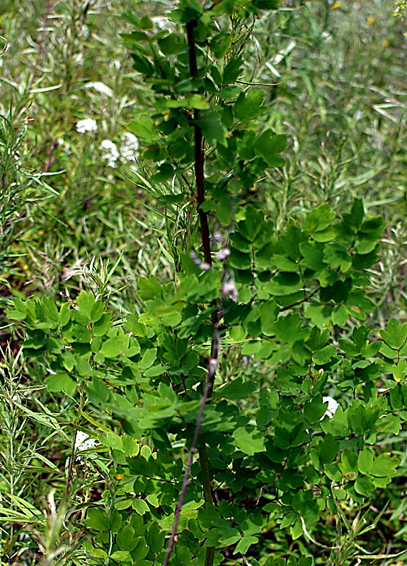 Image of Thalictrum minus specimen.