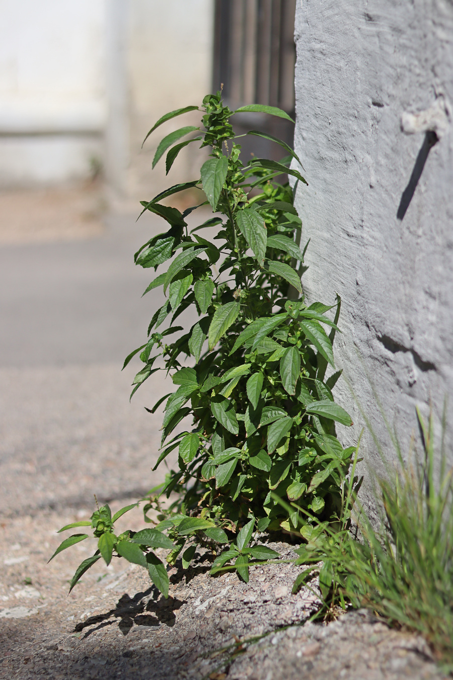 Изображение особи Acalypha australis.