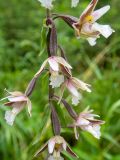 Epipactis palustris. Цветки. Тверская обл., Кимрский р-н, окр. дер. Гомоново, заболоченный берег лесного озера. 18.07.2020.