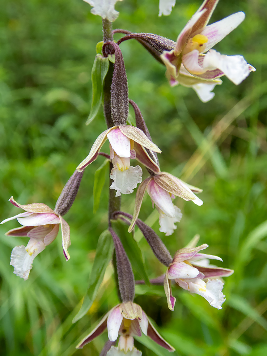 Изображение особи Epipactis palustris.