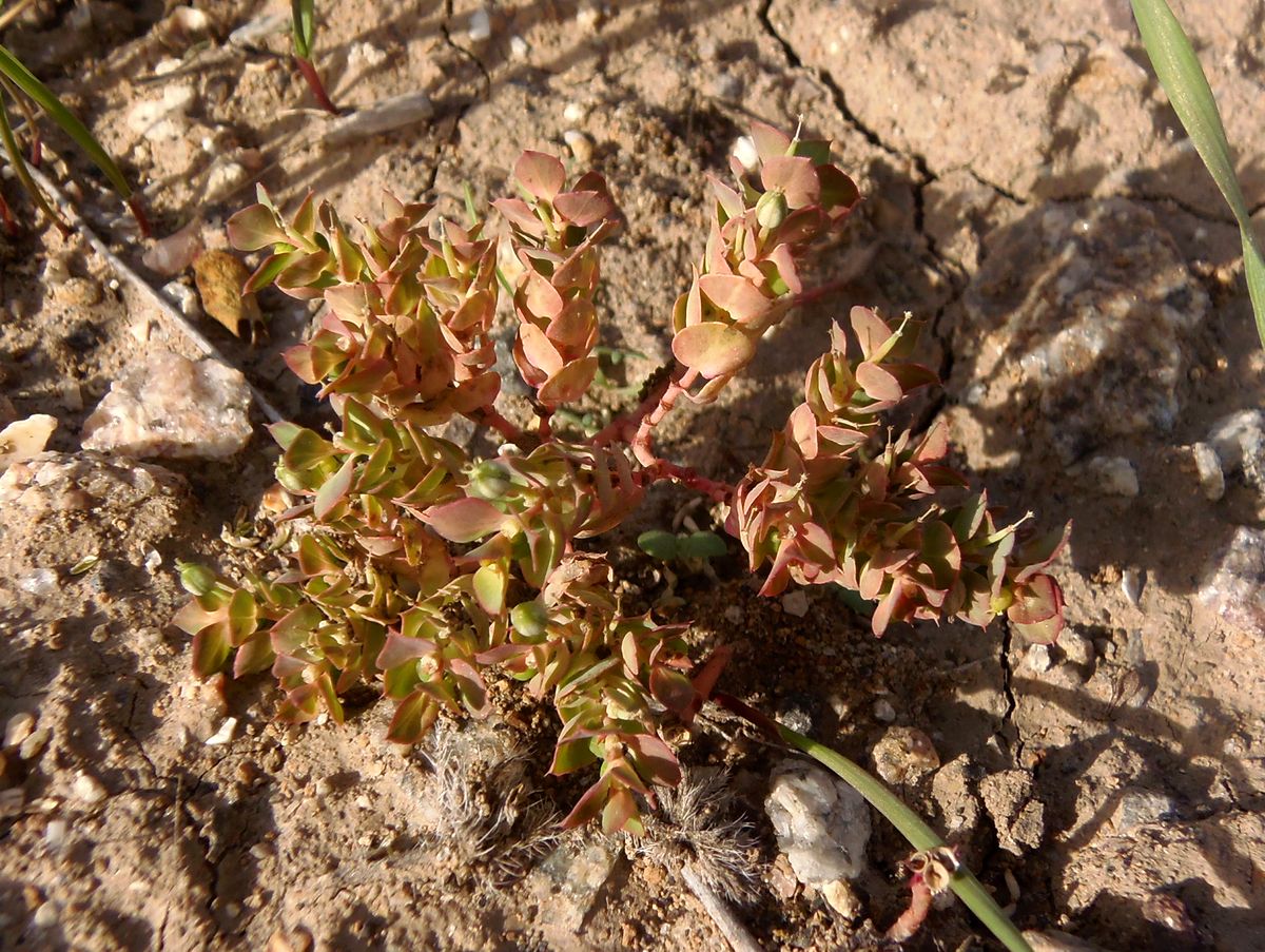 Изображение особи Euphorbia falcata.