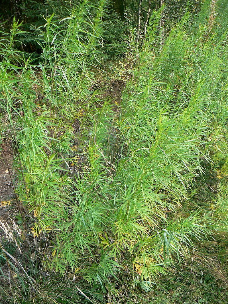 Изображение особи Artemisia umbrosa.