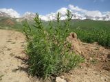 Artemisia dracunculus. Зацветающее растение на обочине дороги. Таджикистан, Гиссарский хребет, верх. р. Зидды, ≈ 2900 м н.у.м. 13.06.2018.