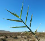 Phragmites australis. Побег. Республика Крым, Ленинский р-н, окр. с. Курортное, засолённый берег озера Чокрак. Сентябрь 2020 г.