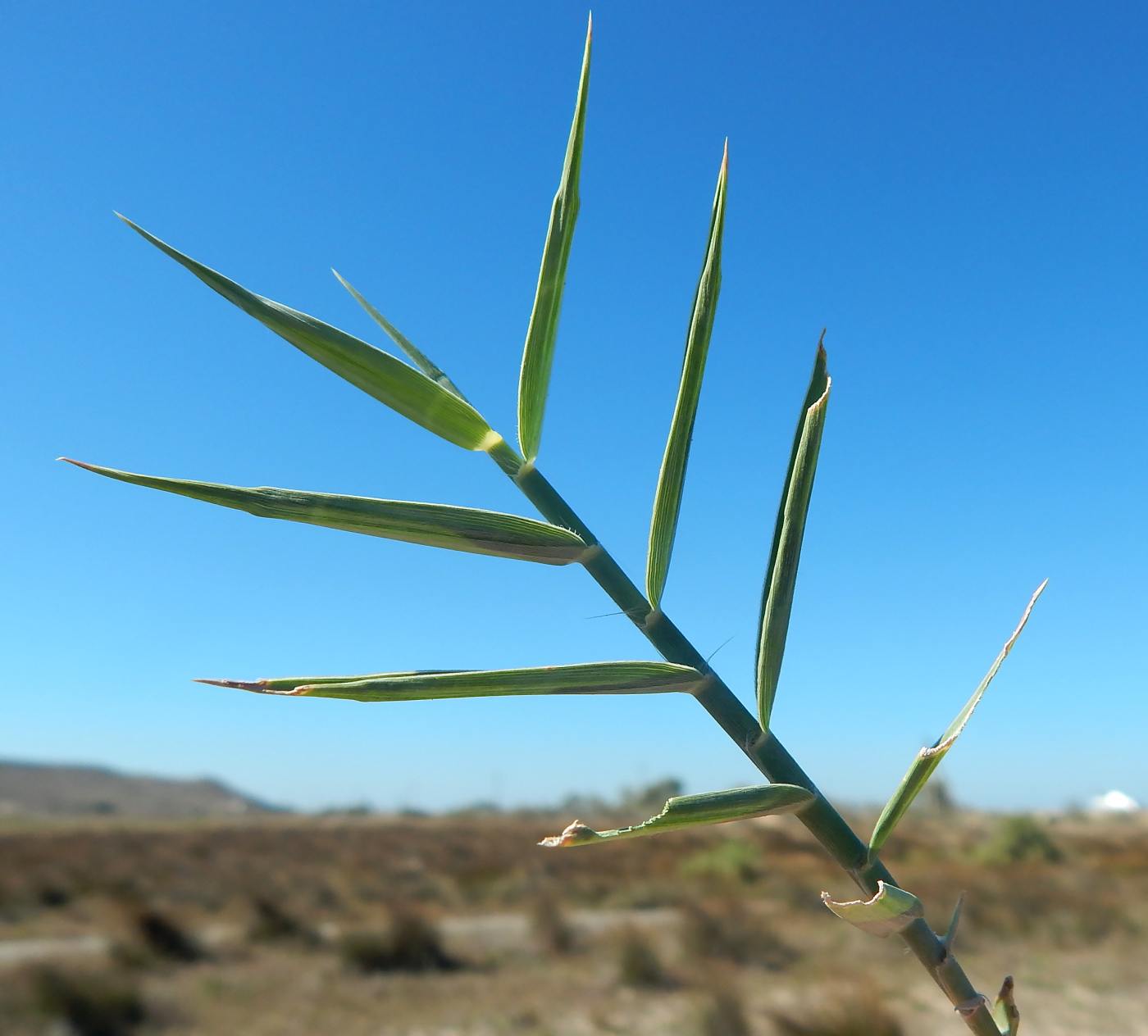 Изображение особи Phragmites australis.