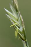 Festuca pratensis