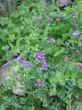 Lathyrus japonicus подвид pubescens