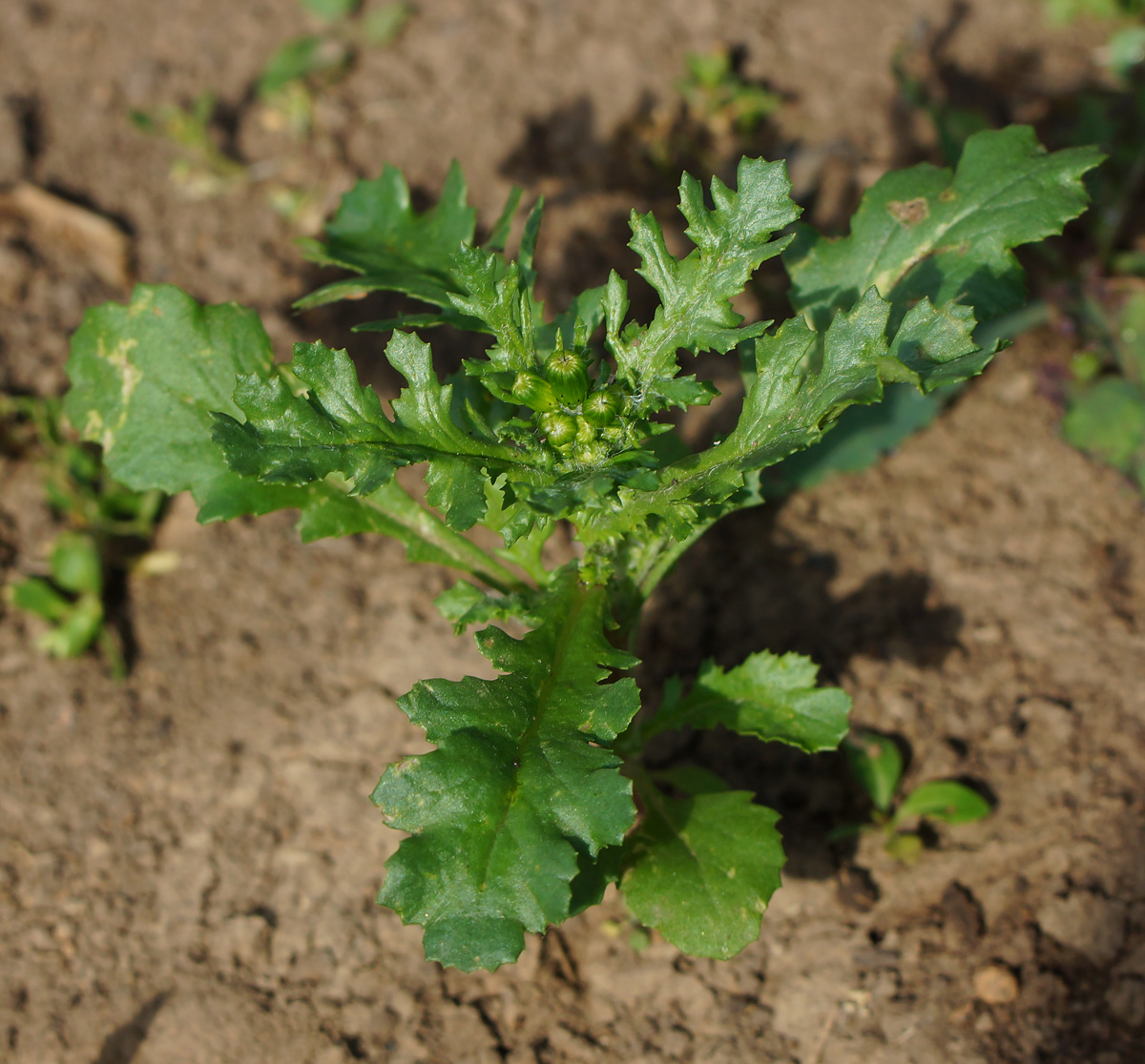 Image of Senecio vulgaris specimen.