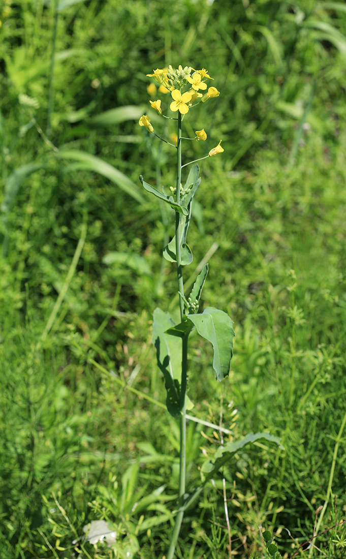 Изображение особи Brassica napus.