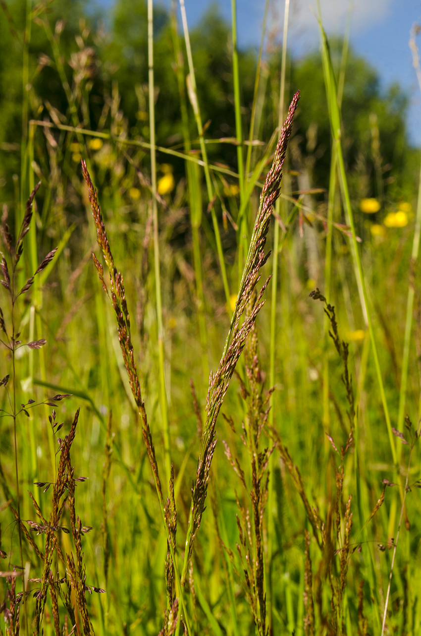 Изображение особи род Agrostis.