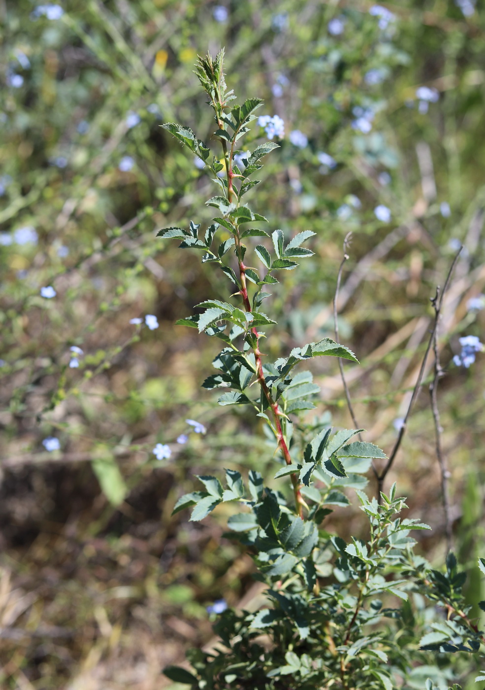 Image of Rosa &times; kopetdagensis specimen.