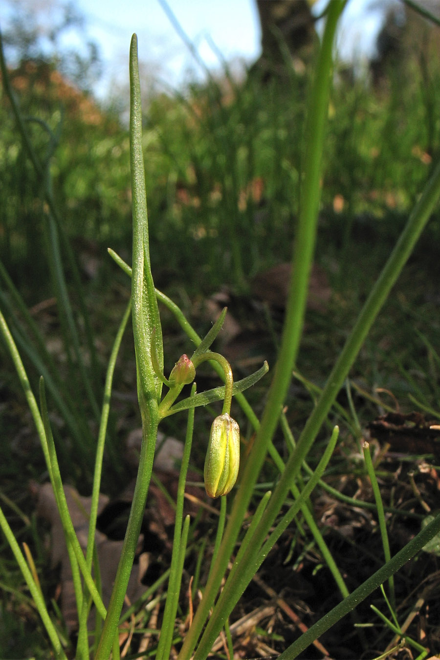 Image of Gagea spathacea specimen.