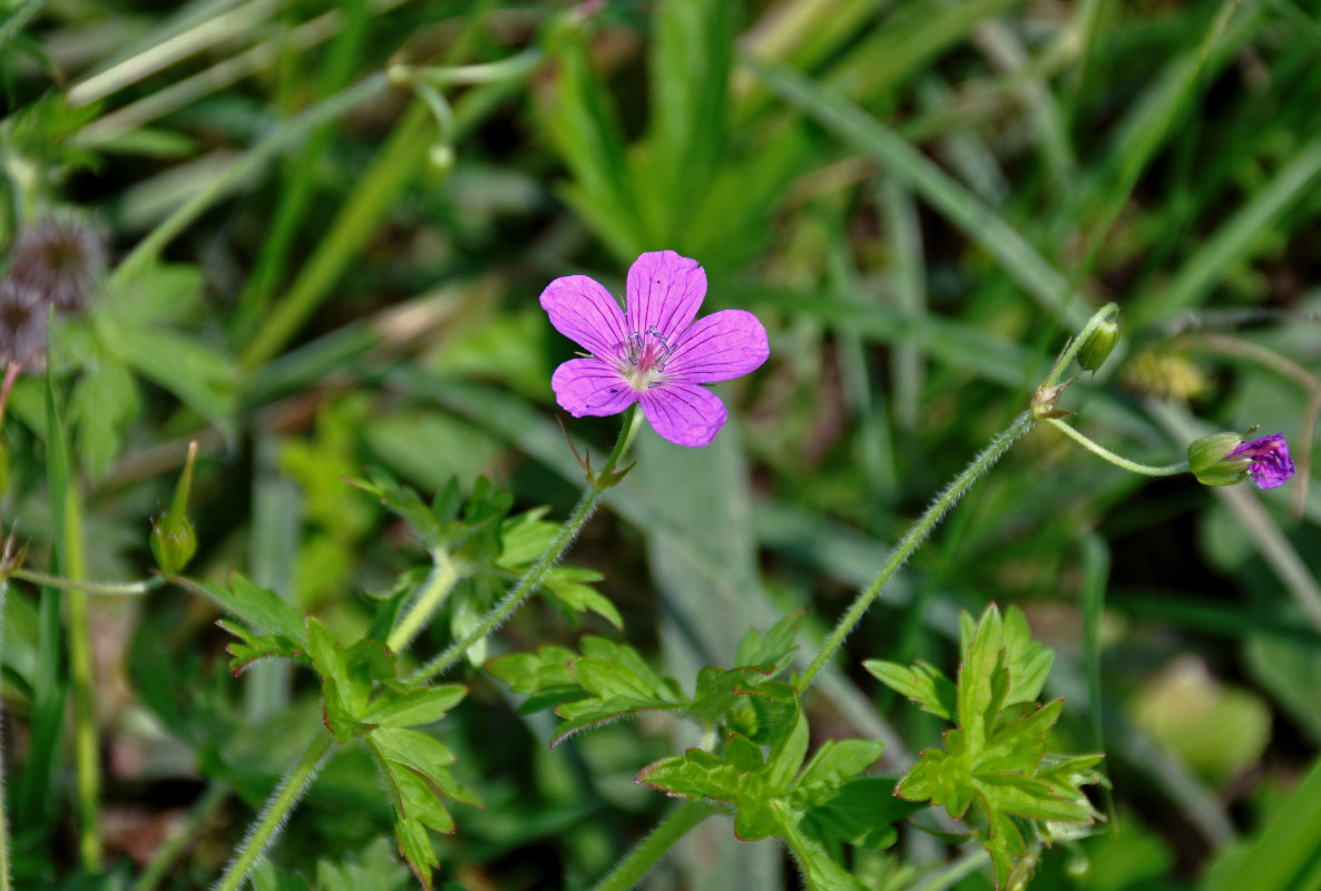 Изображение особи Geranium palustre.