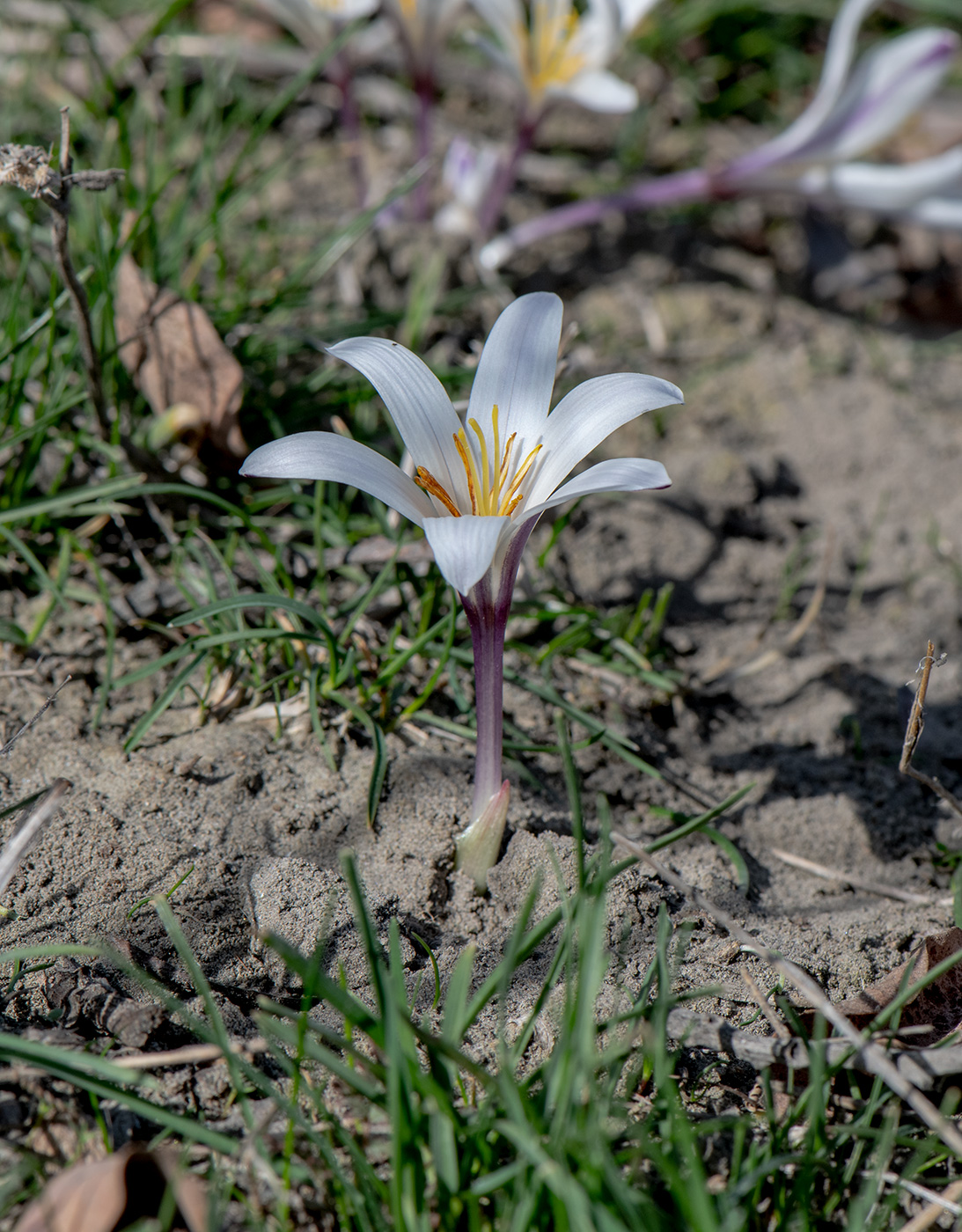 Image of Colchicum kesselringii specimen.