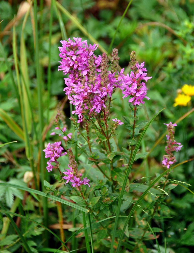 Изображение особи Lythrum salicaria.