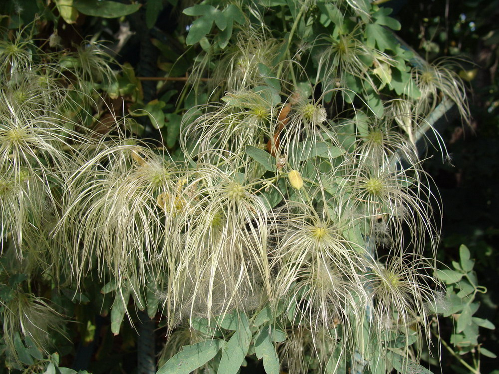 Image of Clematis orientalis specimen.