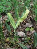 Eryngium campestre