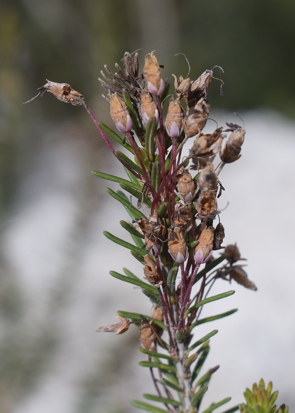 Изображение особи Erica multiflora.