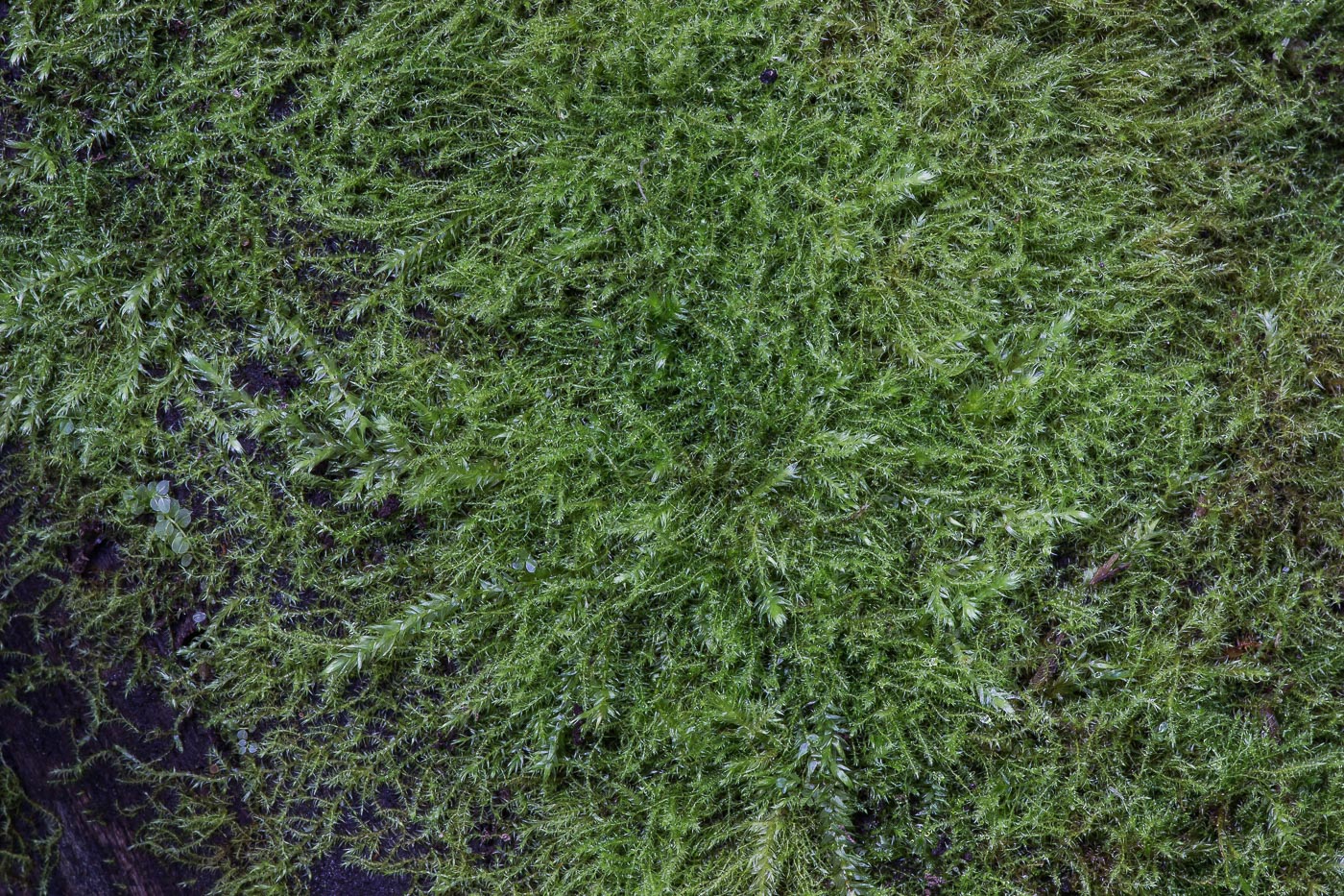 Image of class Bryopsida specimen.
