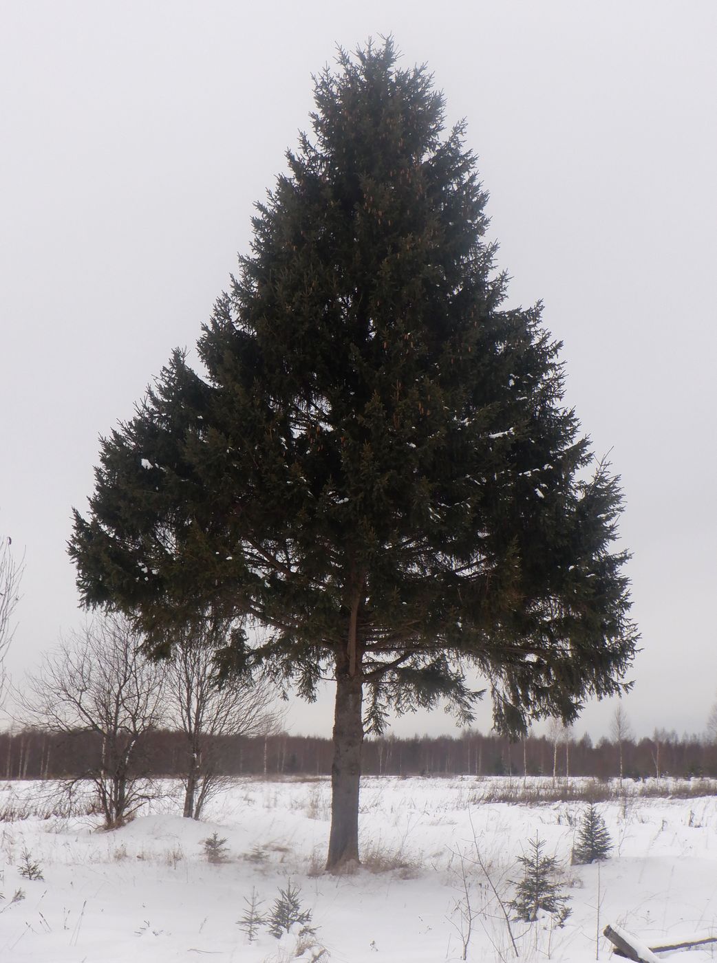 Image of Picea abies specimen.