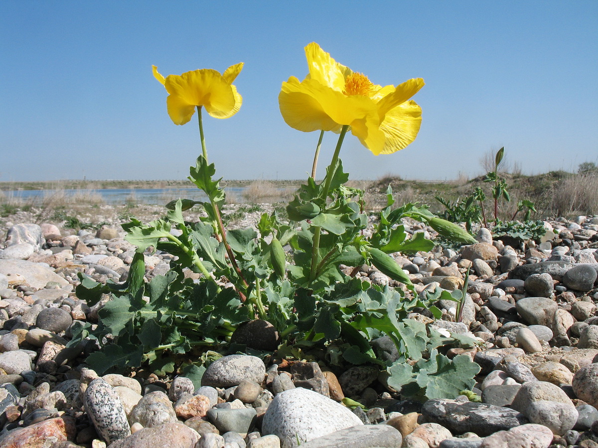 Image of Glaucium fimbrilligerum specimen.