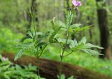 род Cardamine