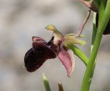 Ophrys mammosa. Часть стебля с цветком. Крым, окр. с. Зеленогорье, ущ. р. Пананьян-Узень, пойма ручья, луг на берегу. 15 мая 2021 г.