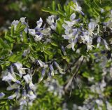 семейство Fabaceae. Побег с соцветиями. Краснодарский край, г. Сочи, Дендрарий. 18.05.2021.