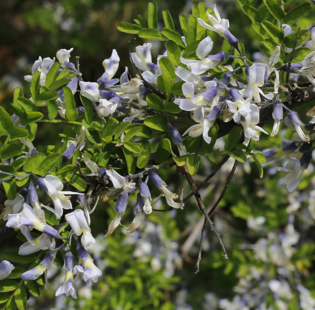 Image of Sophora davidii specimen.