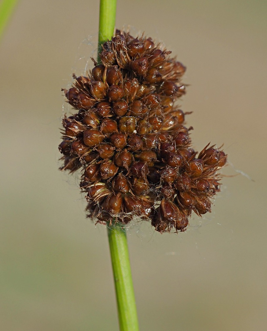 Изображение особи Juncus conglomeratus.