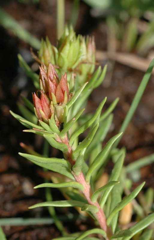 Изображение особи Rhodiola algida.