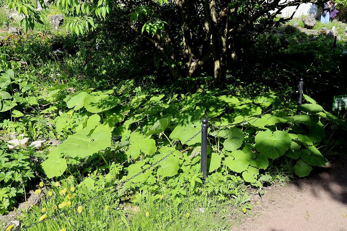 Image of Petasites albus specimen.