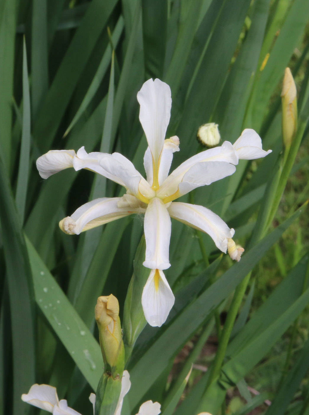 Image of genus Iris specimen.