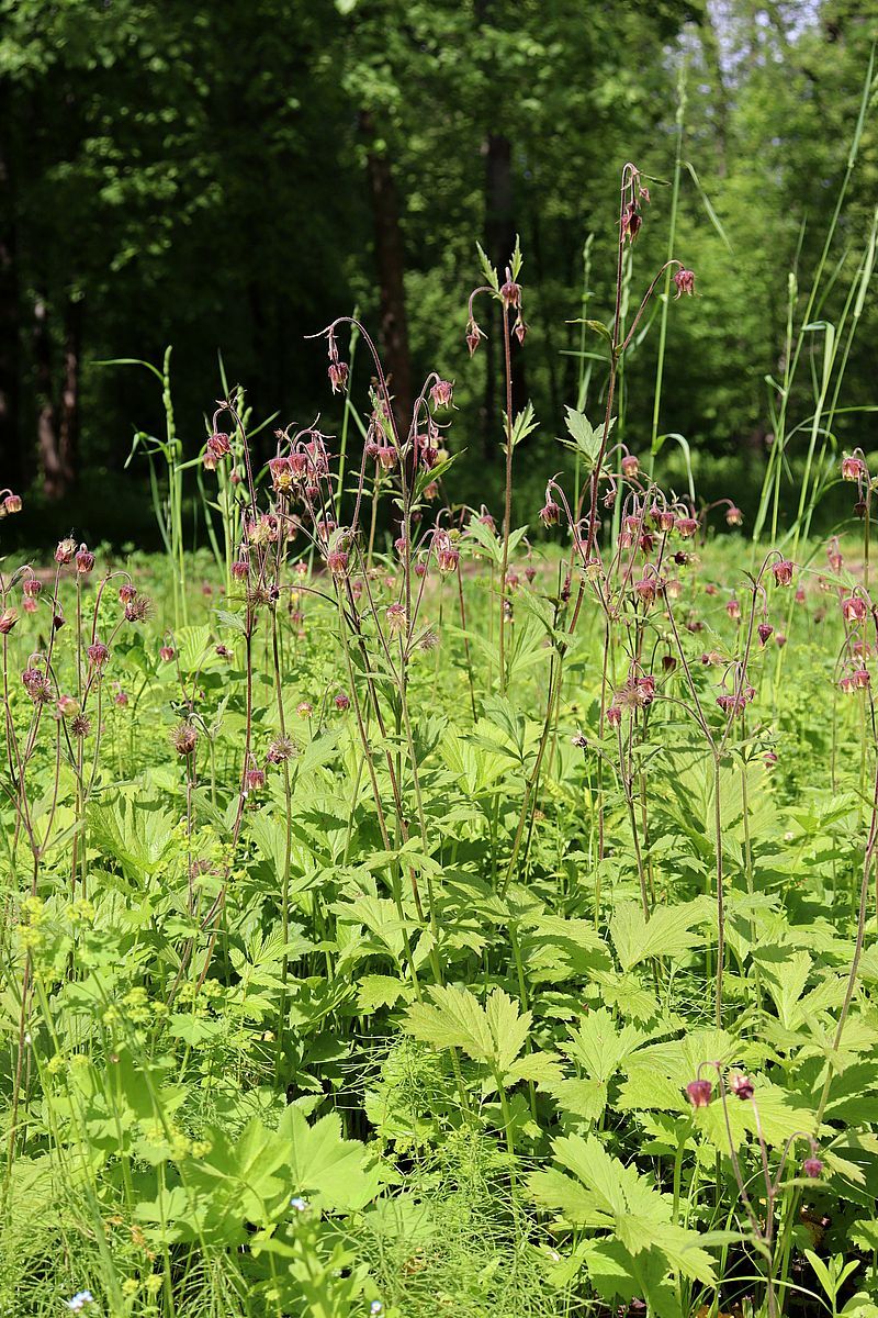 Image of Geum rivale specimen.