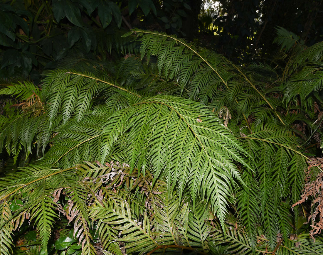 Image of Woodwardia prolifera specimen.