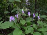 род Aconitum. Соцветия на ветвях кустарника. Хабаровский край, Хабаровский р-н, ст. Хехцир. 05.08.2014.