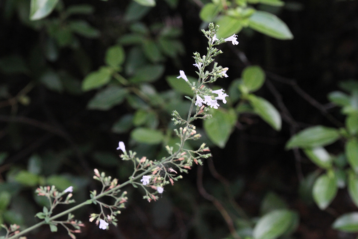 Изображение особи Clinopodium spruneri.