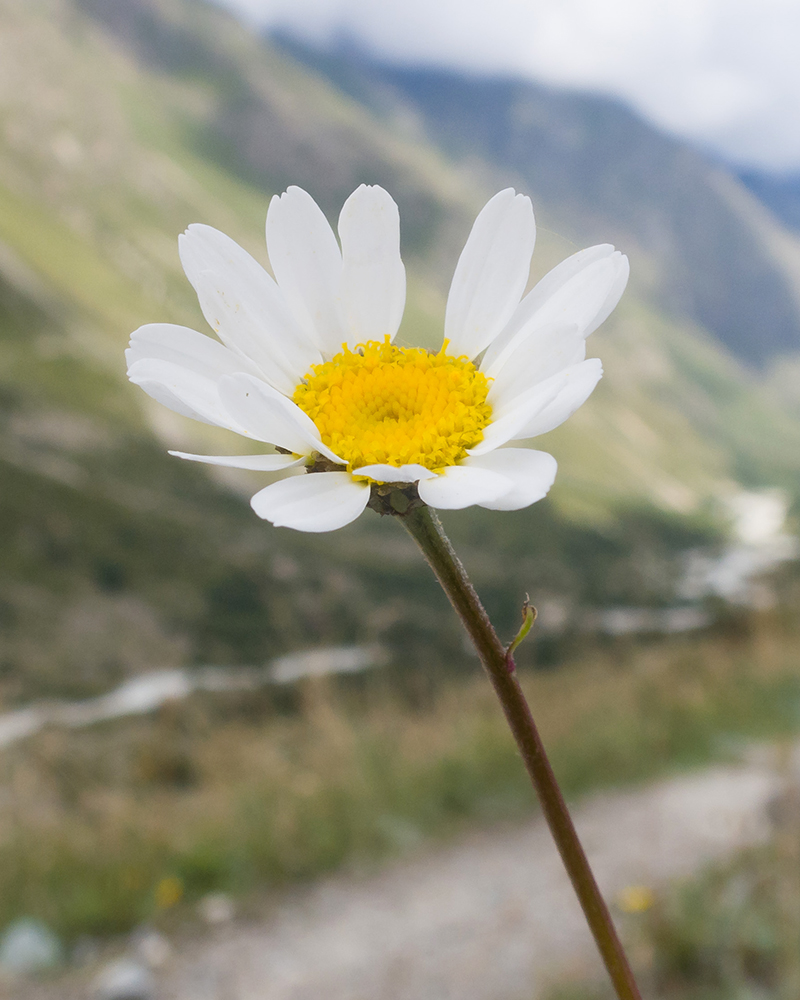 Изображение особи Tripleurospermum caucasicum.