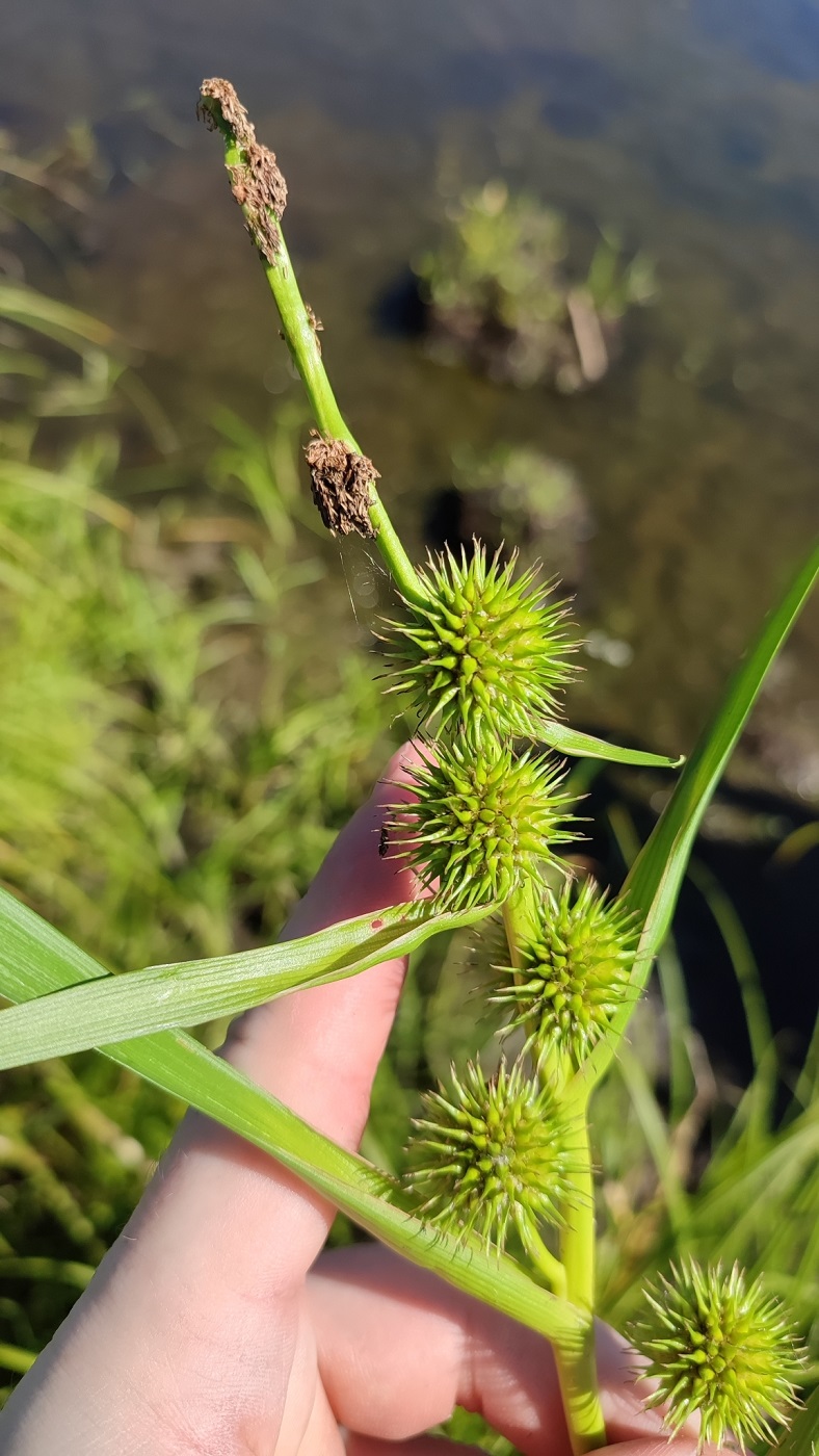 Image of Sparganium emersum specimen.