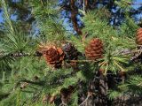 Larix sukaczewii