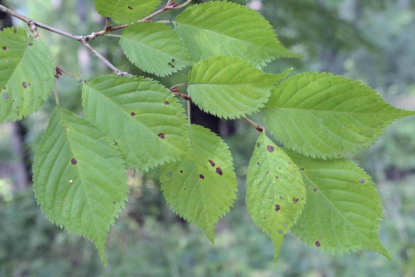 Image of Prunus incisa specimen.