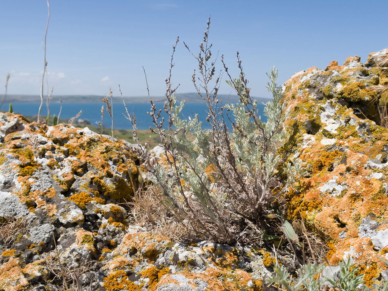 Изображение особи Artemisia lercheana.