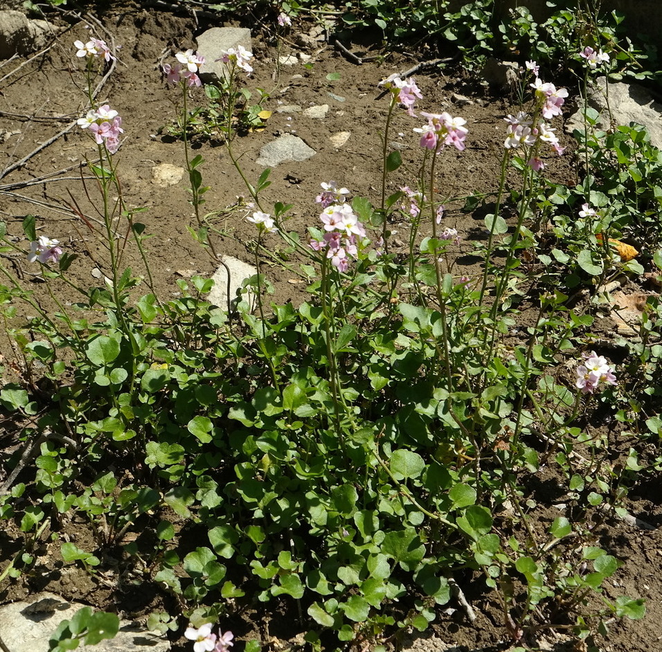 Image of Cardamine seidlitziana specimen.