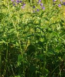 Campanula trachelium