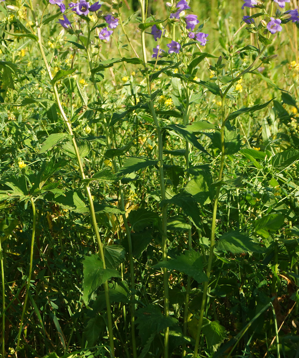 Изображение особи Campanula trachelium.