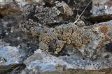 Aspicilia desertorum